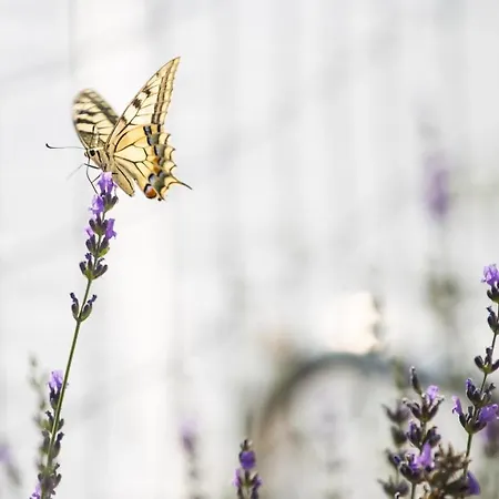 Lavanda Mobile Homes & Πάρκο διακοπών