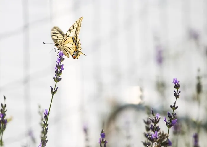 Lavanda Mobile Homes & Πάρκο διακοπών